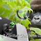 Gorilla Glass DX/DX+